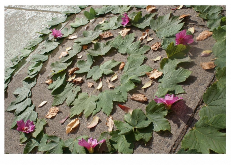 Kylie Carroll – Photography- Physical/ Digital Edit- Grade B